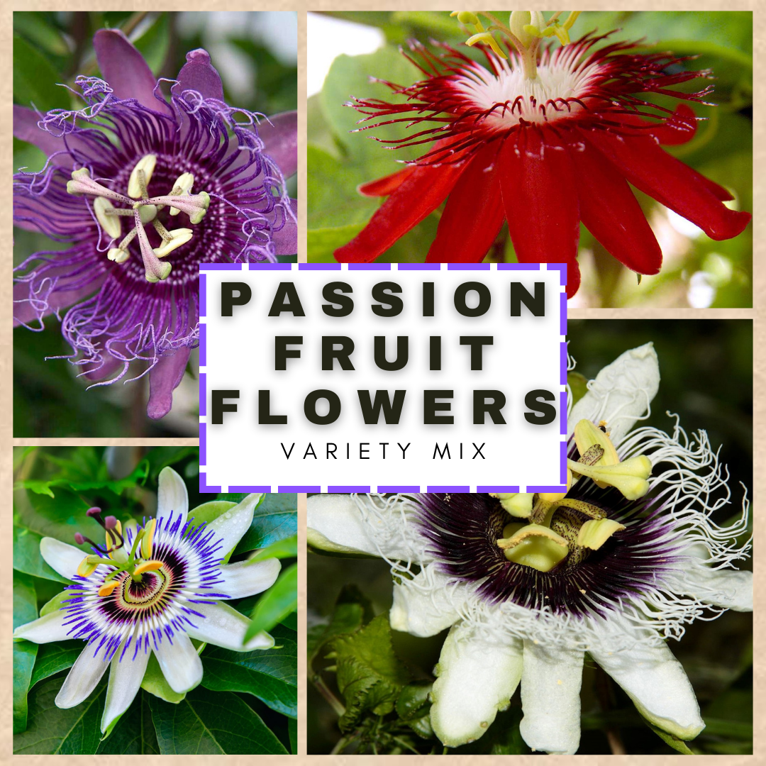 This is Passiflora sp.. The common name for this is Mixed Passion Flowers. Whimsy and Wonder Seeds sells the freshest of rare seeds. Other Common names for this rare plant species are: Passion Flower (genus), Maypop, Purple Passion Vine. Check this Mixed Passion Flowers (Passiflora sp.) out along with all of our other rare  and exotics plant seeds here at Whimsy and Wonder Seeds. We ship these rare seeds from Canada to anywhere in the World.