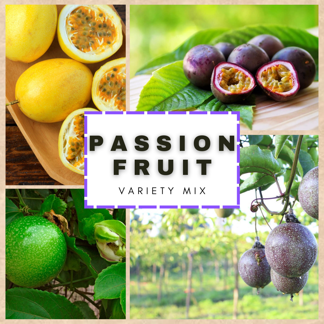This is Passiflora sp. The common name for this is Mixed Passion Fruit. Whimsy and Wonder Seeds sells the freshest of rare fruit seeds. Other Common names for this exotic fruit species are:Passion Flower (genus), Maypop, Purple Passion Vine. Check this Mixed Passion Fruit (Passiflora sp.) out along with all of our other Rare  and Exotic Fruit plant seeds here at Whimsy and Wonder Seeds. We ship these exotic fruit plants seeds  from Canada to anywhere in the World.