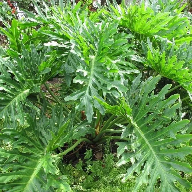Philodendron bipinnatifidum