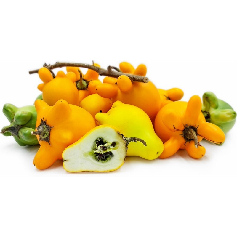 Solanum mammosum