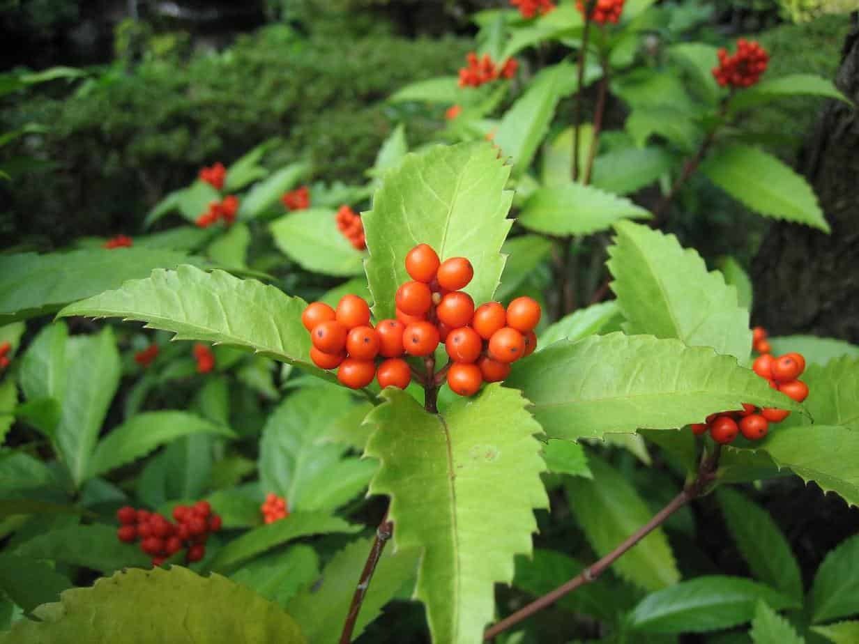 Panax quinquefolius