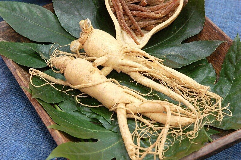 Korean Ginseng - Panax ginseng | Rare Plant Seeds | Whimsy and Wonder