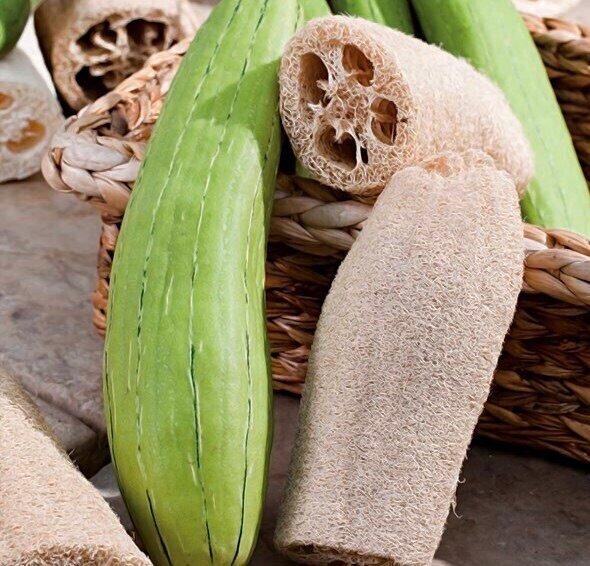 This is Luffa aegyptiaca. The common name for this is Luffa Sponge Gourd. Whimsy and Wonder Seeds sells the freshest of heirloom seeds, vegetable seeds and rare garden seeds. Check this Luffa Sponge Gourd (Luffa aegyptiaca) out along with all of our Heirloom vegetables and rare garden plant seeds here at Whimsy and Wonder Seeds. We ship these garden seeds from Canada to anywhere in the World.