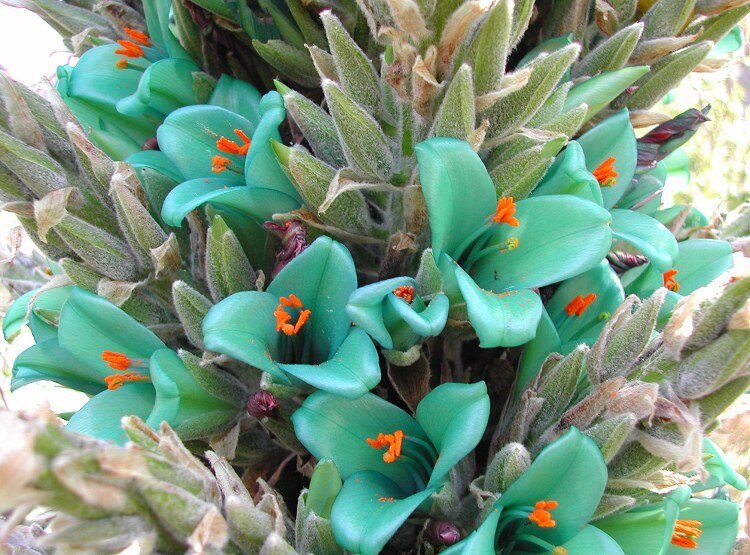 This is Puya berteroniana. The common name for this is Blue Puya. Whimsy and Wonder Seeds sells the freshest of rare plant seeds. Other Common names for this rare bromeliad species are: Turquoise Puya: Puya berteroniana, turquoise puya, blue torch. Check this Blue Puya (Puya berteroniana) out along with all of our other Bromeliad plant seeds here at Whimsy and Wonder Seeds. We ship these Bromeliad plants seeds from Canada to anywhere in the World