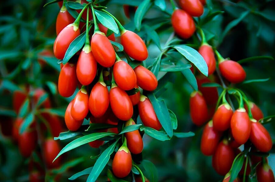 This is Lycium barbarum. The common name for this is Goji Berry / Scarlet Wolfberry. Whimsy and Wonder Seeds sells the freshest of rare fruit seeds. Other Common names for this exotic fruit species are: Goji Berry / Scarlet Wolfberry: Chinese Wolfberry, Matrimony Vine, Duke of Argyll&#39;s Tea Tree, Red Medlar, Boxthorn, Chinese Boxthorn, Wolfberry Barbary Matrimony Vine, Barbary Wolfberry, Himalayan Goji. Check this Goji Berry / Scarlet Wolfberry (Lycium barbarum) out along with all of our other Rare  and Exotic Fruit plant seeds here at Whimsy and Wonder Seeds. We ship these exotic fruit plants seeds  from Canada to anywhere in the World.