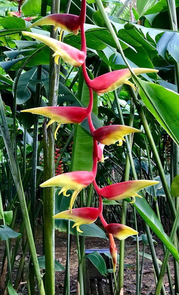 Heliconia chartacea x platystachys