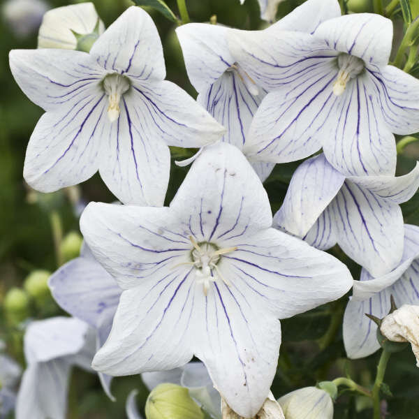 This is Platycodon grandiflorus apoyama. The common name for this is Fairy Snow Balloon Flower. Whimsy and Wonder Seeds sells the freshest of rare seeds. Other Common names for this rare plant species are: Fairy Snow Balloon Flower: Platycodon grandiflorus (also known as Chinese Bellflower or Balloon Flower). Check this Fairy Snow Balloon Flower (Platycodon grandiflorus apoyama) out along with all of our other rare  and exotics plant seeds here at Whimsy and Wonder Seeds. We ship these rare seeds from Canada to anywhere in the World.
