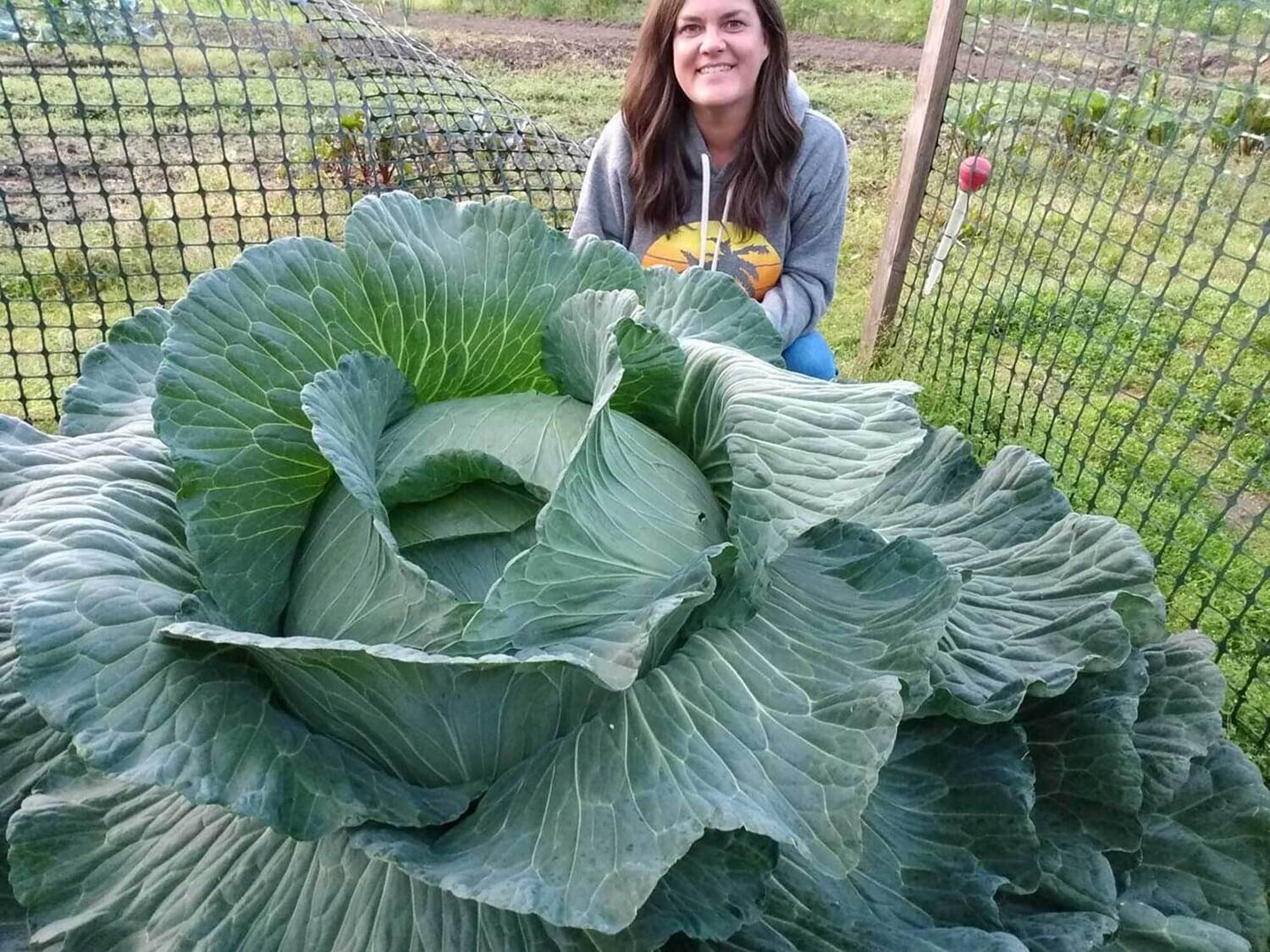 This is Brassica oleracea. The common name for this is Sapporo Giant Cabbage. Whimsy and Wonder Seeds sells the freshest of heirloom seeds, vegetable seeds and rare garden seeds. Other common name for this heirloom vegetables and rare garden plant species are : Ornamental Kale Crane Feather Queen: Feathered Queen, Peacock Kale, Crane Kale, Plumed Kale, Feathered Cabbage. Check this Sapporo Giant Cabbage (Brassica oleracea) out along with all of our Heirloom vegetables and rare garden plant seeds here at Whimsy and Wonder Seeds. We ship these garden seeds from Canada to anywhere in the World.