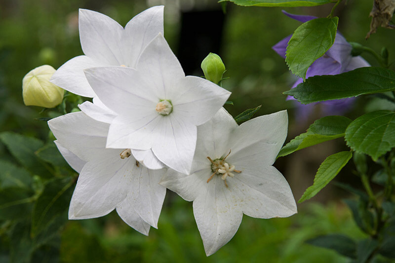Fuji White Balloon Flower - Platycodon grandiflorus | Rare Plant Seeds ...