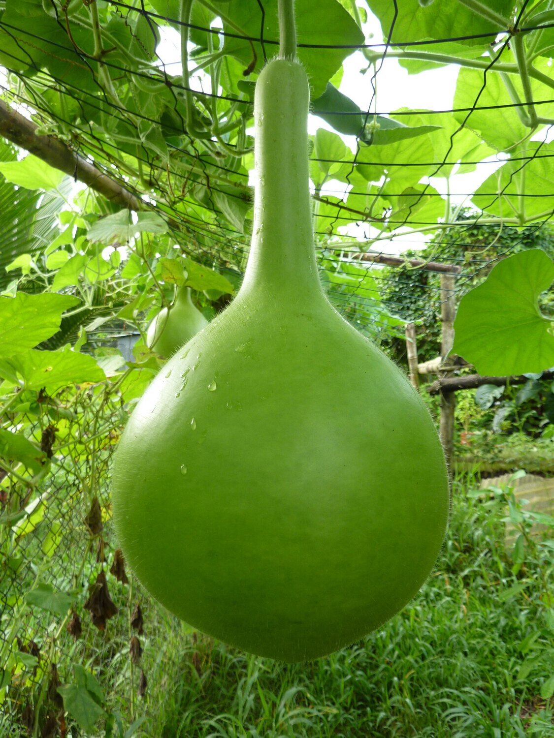 This is Lagenaria siceraria. The common name for this is African Drum Gourd. Whimsy and Wonder Seeds sells the freshest of heirloom seeds, vegetable seeds and rare garden seeds. Check this African Drum Gourd (Lagenaria siceraria) out along with all of our Heirloom vegetables and rare garden plant seeds here at Whimsy and Wonder Seeds. We ship these garden seeds from Canada to anywhere in the World.