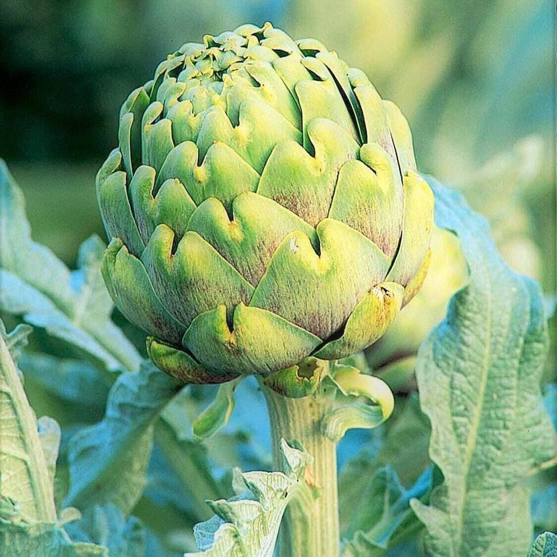 This is Cynara cardunculus var. scolymus. The common name for this is Green Globe Artichoke. Whimsy and Wonder Seeds sells the freshest of heirloom seeds, vegetable seeds and rare garden seeds.Check this Green Globe Artichoke(Cynara cardunculus var. scolymus) out along with all of our Heirloom vegetables and rare garden plant seeds here at Whimsy and Wonder Seeds. We ship these garden seeds from Canada to anywhere in the World.