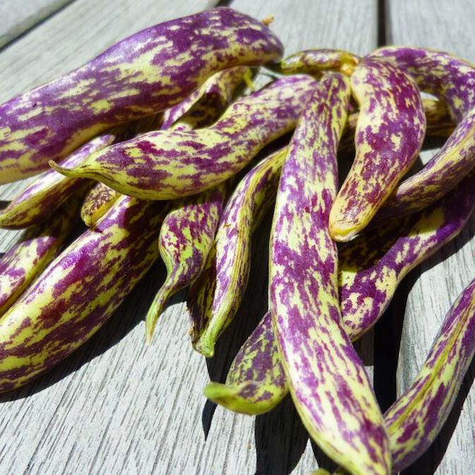 This is Phaseolus vulgaris. The common name for this is Dragon Tongue Bush Bean. Whimsy and Wonder Seeds sells the freshest of heirloom seeds, vegetable seeds and rare garden seeds.Check this Dragon Tongue Bush Bean (Phaseolus vulgaris) out along with all of our Heirloom vegetables and rare garden plant seeds here at Whimsy and Wonder Seeds. We ship these garden seeds from Canada to anywhere in the World.