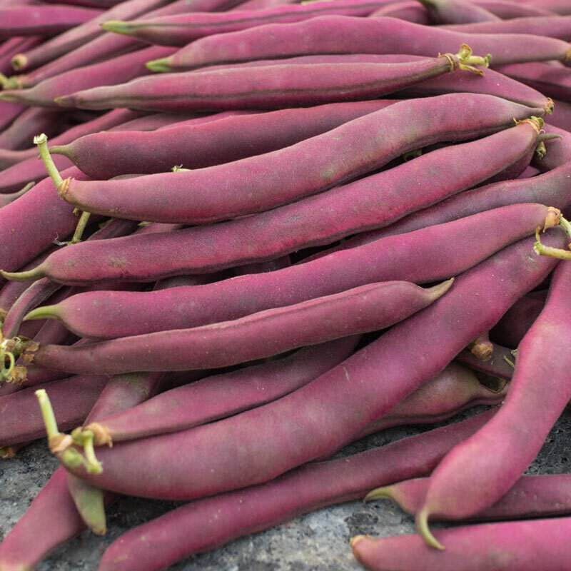 This is Phaseolus vulgaris. The common name for this is Red Swan Bush Bean. Whimsy and Wonder Seeds sells the freshest of heirloom seeds, vegetable seeds and rare garden seeds. Check this Red Swan Bush Bean (Phaseolus vulgaris) out along with all of our Heirloom vegetables and rare garden plant seeds here at Whimsy and Wonder Seeds. We ship these garden seeds from Canada to anywhere in the World.