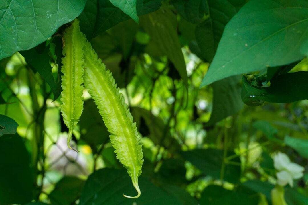 This is Psophocarpus tetragonolobus. The common name for this is Urizun Japanese Wing Bean. Whimsy and Wonder Seeds sells the freshest of heirloom seeds, vegetable seeds and rare garden seeds. Check this Urizun Japanese Wing Bean (Psophocarpus tetragonolobus) out along with all of our Heirloom vegetables and rare garden plant seeds here at Whimsy and Wonder Seeds. We ship these garden seeds from Canada to anywhere in the World.