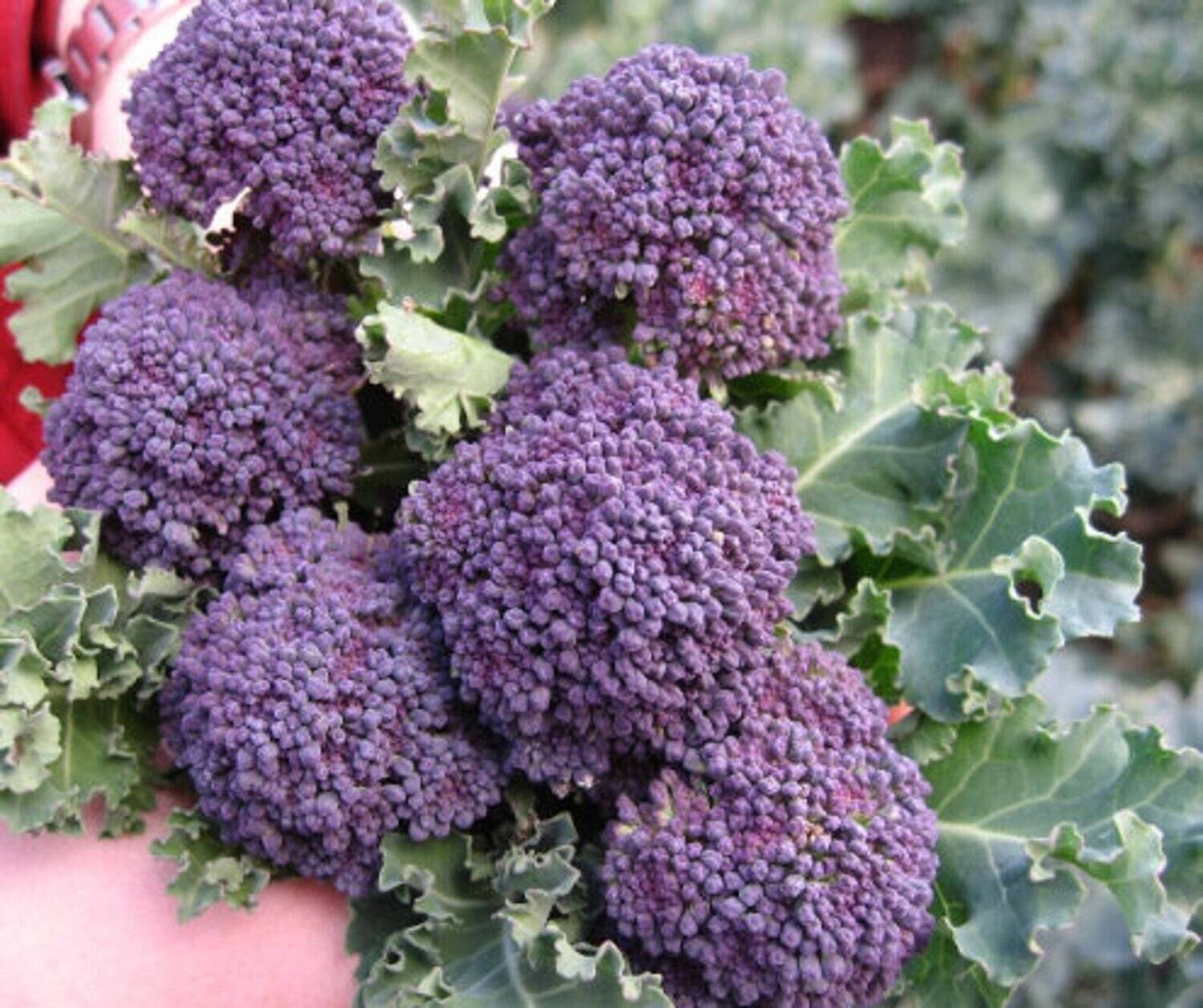 This is Brassica oleracea. The common name for this is Purple Sprouting Broccoli. Whimsy and Wonder Seeds sells the freshest of heirloom seeds, vegetable seeds and rare garden seeds. Other common name for this heirloom vegetables and rare garden plant species are : Ornamental Kale Crane Feather Queen: Feathered Queen, Peacock Kale, Crane Kale, Plumed Kale, Feathered Cabbage. Check this Purple Sprouting Broccoli (Brassica oleracea) out along with all of our Heirloom vegetables and rare garden plant seeds here at Whimsy and Wonder Seeds. We ship these garden seeds from Canada to anywhere in the World.