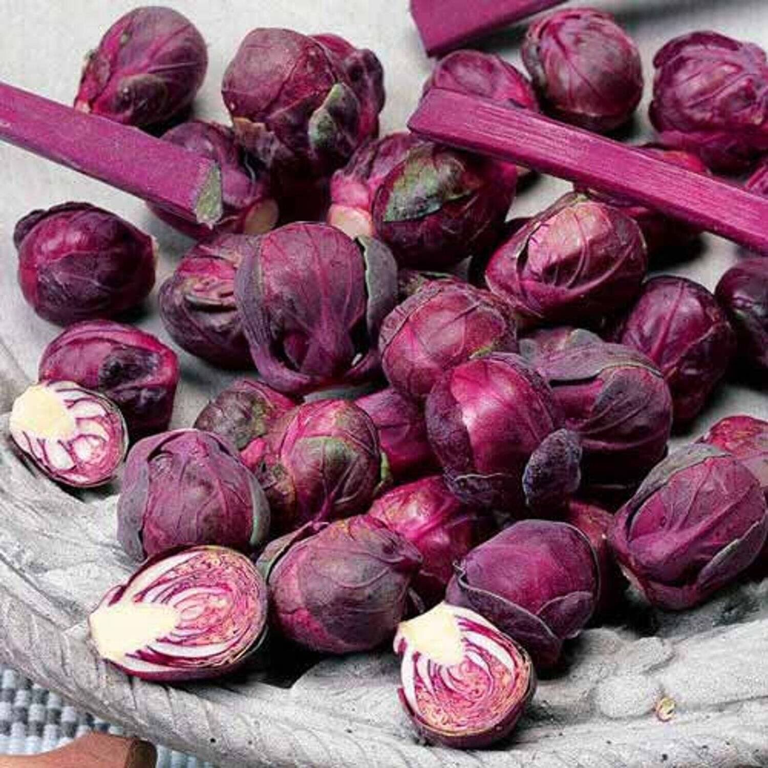 This is Brassica oleracea. The common name for this is Red Rubine Brussels Sprouts. Whimsy and Wonder Seeds sells the freshest of heirloom seeds, vegetable seeds and rare garden seeds.  Other common name for this heirloom vegetables and rare garden plant species are : Ornamental Kale Crane Feather Queen: Feathered Queen, Peacock Kale, Crane Kale, Plumed Kale, Feathered Cabbage. Check this Red Rubine Brussels Sprouts (Brassica oleracea) out along with all of our Heirloom vegetables and rare garden plant seeds here at Whimsy and Wonder Seeds. We ship these garden seeds from Canada to anywhere in the World.