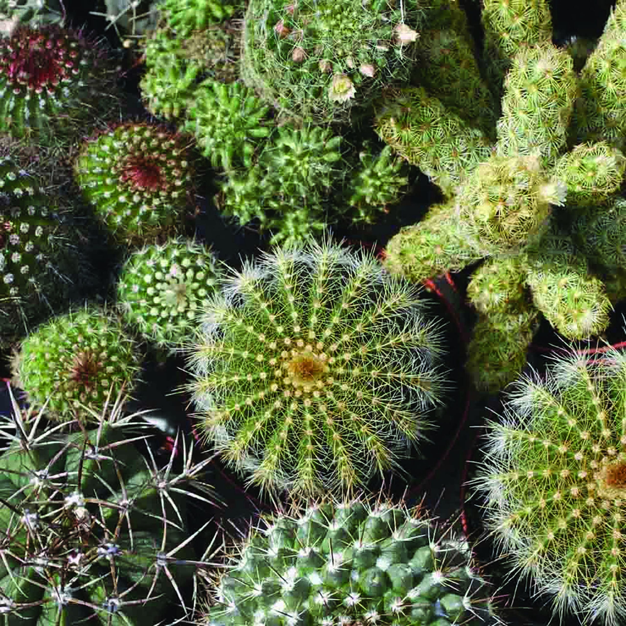 Cactaceae sp.