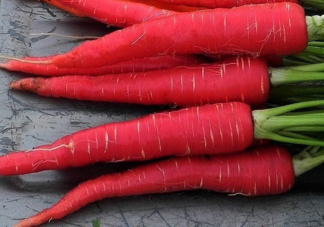 This is Daucus carota. The common name for this is Kyoto Red Carrot. Whimsy and Wonder Seeds sells the freshest of heirloom seeds, vegetable seeds and rare garden seeds. Check this Kyoto Red Carrot  (Daucus carota) out along with all of our Heirloom vegetables and rare garden plant seeds here at Whimsy and Wonder Seeds. We ship these garden seeds from Canada to anywhere in the World.