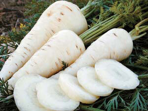 This is Daucus carota. The common name for this is Kuttiger White Carrot. Whimsy and Wonder Seeds sells the freshest of heirloom seeds, vegetable seeds and rare garden seeds. Check this Kuttiger White Carrot (Daucus carota) out along with all of our Heirloom vegetables and rare garden plant seeds here at Whimsy and Wonder Seeds. We ship these garden seeds from Canada to anywhere in the World.