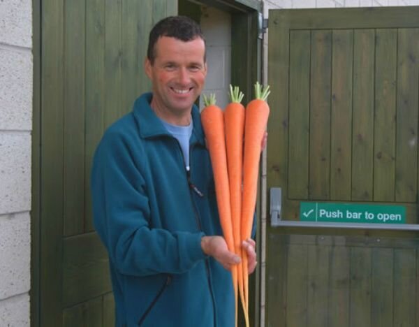 This is Daucus carota. The common name for this is Manpukuji Giant Carrot. Whimsy and Wonder Seeds sells the freshest of heirloom seeds, vegetable seeds and rare garden seeds. Check this Manpukuji Giant Carrot (Daucus carota) out along with all of our Heirloom vegetables and rare garden plant seeds here at Whimsy and Wonder Seeds. We ship these garden seeds from Canada to anywhere in the World.