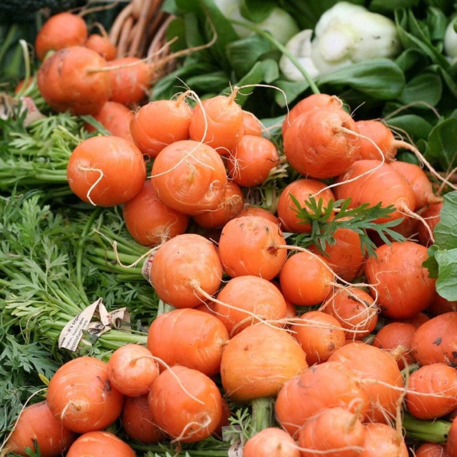 This is Daucus carota. The common name for this is Parisienne Ball Carrot. Whimsy and Wonder Seeds sells the freshest of heirloom seeds, vegetable seeds and rare garden seeds. Check this Parisienne Ball Carrot (Daucus carota) out along with all of our Heirloom vegetables and rare garden plant seeds here at Whimsy and Wonder Seeds. We ship these garden seeds from Canada to anywhere in the World.