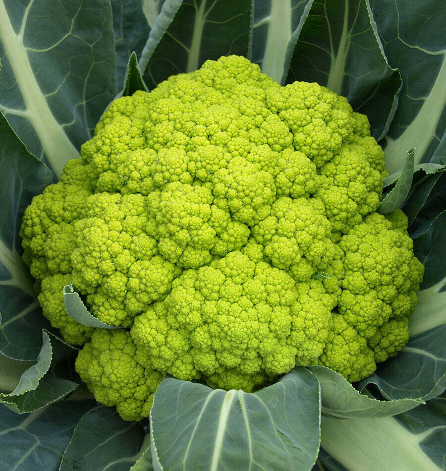 This is Brassica oleracea. The common name for this is Green Macerate Cauliflower. Whimsy and Wonder Seeds sells the freshest of heirloom seeds, vegetable seeds and rare garden seeds. Check this Green Macerate Cauliflower (Brassica oleracea) out along with all of our Heirloom vegetables and rare garden plant seeds here at Whimsy and Wonder Seeds. We ship these garden seeds from Canada to anywhere in the World.