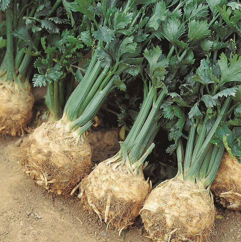 This is Apium graveolens. The common name for this is Giant Prague Celeriac Whimsy and Wonder Seeds sells the freshest of heirloom seeds, vegetable seeds and rare garden seeds. Check this Giant Prague Celeriac (Apium graveolens) out along with all of our Heirloom vegetables and rare garden plant seeds here at Whimsy and Wonder Seeds. We ship these garden seeds from Canada to anywhere in the World.