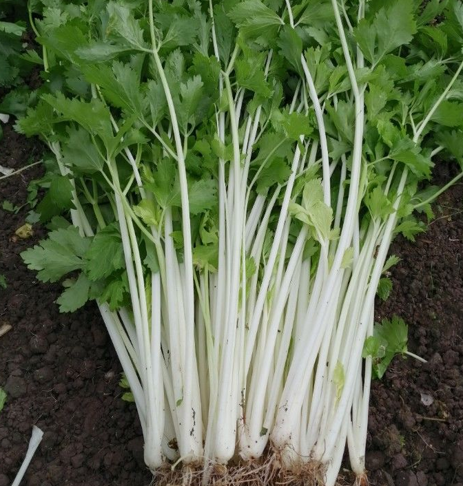 This is Apium graveolens. The common name for this is Chinese White Celery. Whimsy and Wonder Seeds sells the freshest of heirloom seeds, vegetable seeds and rare garden seeds. Check this Chinese White Celery (Apium graveolens) out along with all of our Heirloom vegetables and rare garden plant seeds here at Whimsy and Wonder Seeds. We ship these garden seeds from Canada to anywhere in the World.