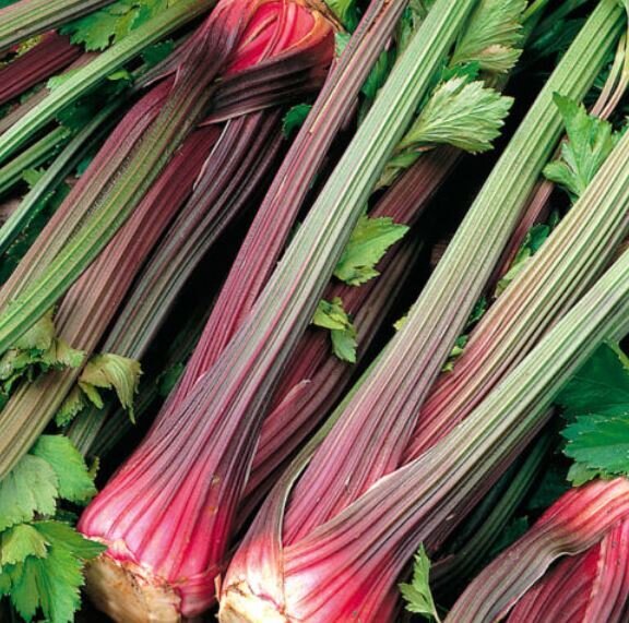 This is Apium graveolens. The common name for this is Giant Red Celery. Whimsy and Wonder Seeds sells the freshest of heirloom seeds, vegetable seeds and rare garden seeds. Check this Giant Red Celery (Apium graveolens) out along with all of our Heirloom vegetables and rare garden plant seeds here at Whimsy and Wonder Seeds. We ship these garden seeds from Canada to anywhere in the World.