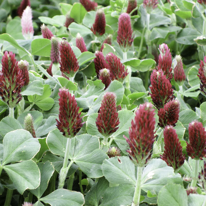 This is Trifolium incarnatum. The common name for this is Crimson Clover. Whimsy and Wonder Seeds sells the freshest of heirloom seeds, vegetable seeds and rare garden seeds. Check this Crimson Clover (Trifolium incarnatum) out along with all of our Heirloom vegetables and rare garden plant seeds here at Whimsy and Wonder Seeds. We ship these garden seeds from Canada to anywhere in the World.
