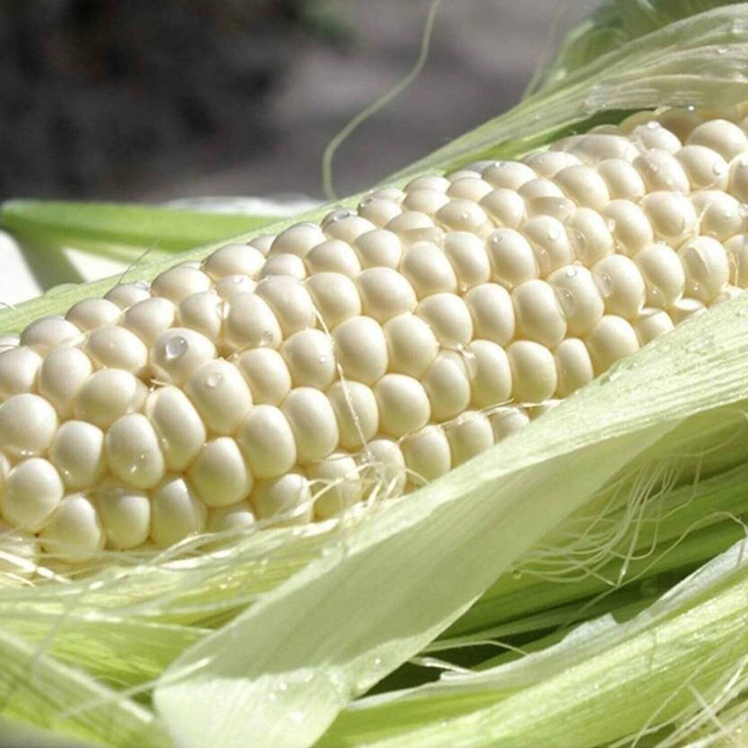 This is Zea mays. The common name for this is Art Verrell&#39;s White Sweet Corn. Whimsy and Wonder Seeds sells the freshest of heirloom seeds, vegetable seeds and rare garden seeds. Check this Art Verrell&#39;s White Sweet Corn (Zea mays) out along with all of our Heirloom vegetables and rare garden plant seeds here at Whimsy and Wonder Seeds. We ship these garden seeds from Canada to anywhere in the World.
