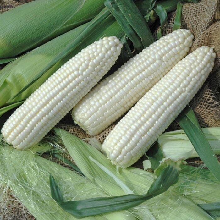 This is Zea mays. The common name for this is White Sweet Corn. Whimsy and Wonder Seeds sells the freshest of heirloom seeds, vegetable seeds and rare garden seeds. Check this White Sweet Corn (Zea mays) out along with all of our Heirloom vegetables and rare garden plant seeds here at Whimsy and Wonder Seeds. We ship these garden seeds from Canada to anywhere in the World.