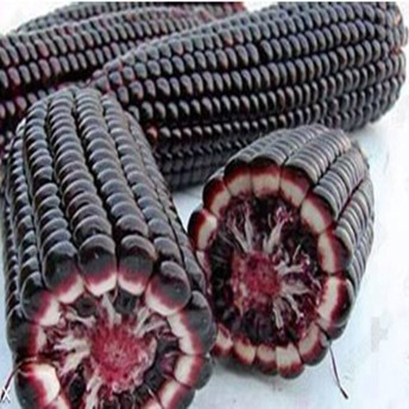 This is Zea mays. The common name for this is Japanese Black Corn. Whimsy and Wonder Seeds sells the freshest of heirloom seeds, vegetable seeds and rare garden seeds. Check this Japanese Black Corn (Zea mays) out along with all of our Heirloom vegetables and rare garden plant seeds here at Whimsy and Wonder Seeds. We ship these garden seeds from Canada to anywhere in the World.