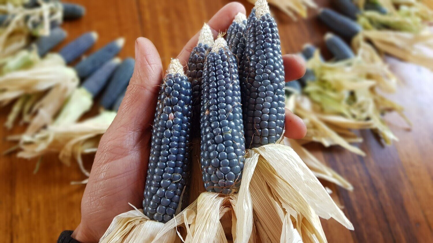 This is Zea mays. The common name for this is Mini Blue Popping Corn. Whimsy and Wonder Seeds sells the freshest of heirloom seeds, vegetable seeds and rare garden seeds. Check this Mini Blue Popping Corn (Zea mays) out along with all of our Heirloom vegetables and rare garden plant seeds here at Whimsy and Wonder Seeds. We ship these garden seeds from Canada to anywhere in the World.