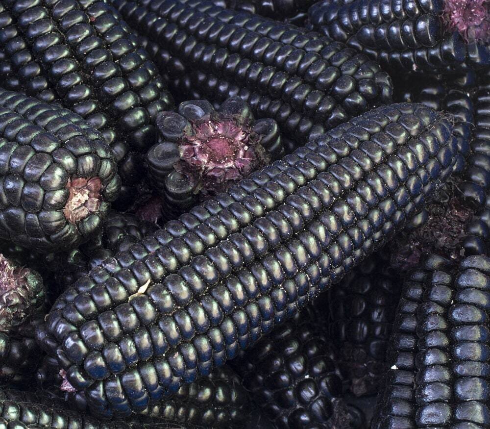 This is Zea mays. The common name for this is Mountain Morado Black Corn. Whimsy and Wonder Seeds sells the freshest of heirloom seeds, vegetable seeds and rare garden seeds. Check this Mountain Morado Black Corn (Zea mays) out along with all of our Heirloom vegetables and rare garden plant seeds here at Whimsy and Wonder Seeds. We ship these garden seeds from Canada to anywhere in the World.