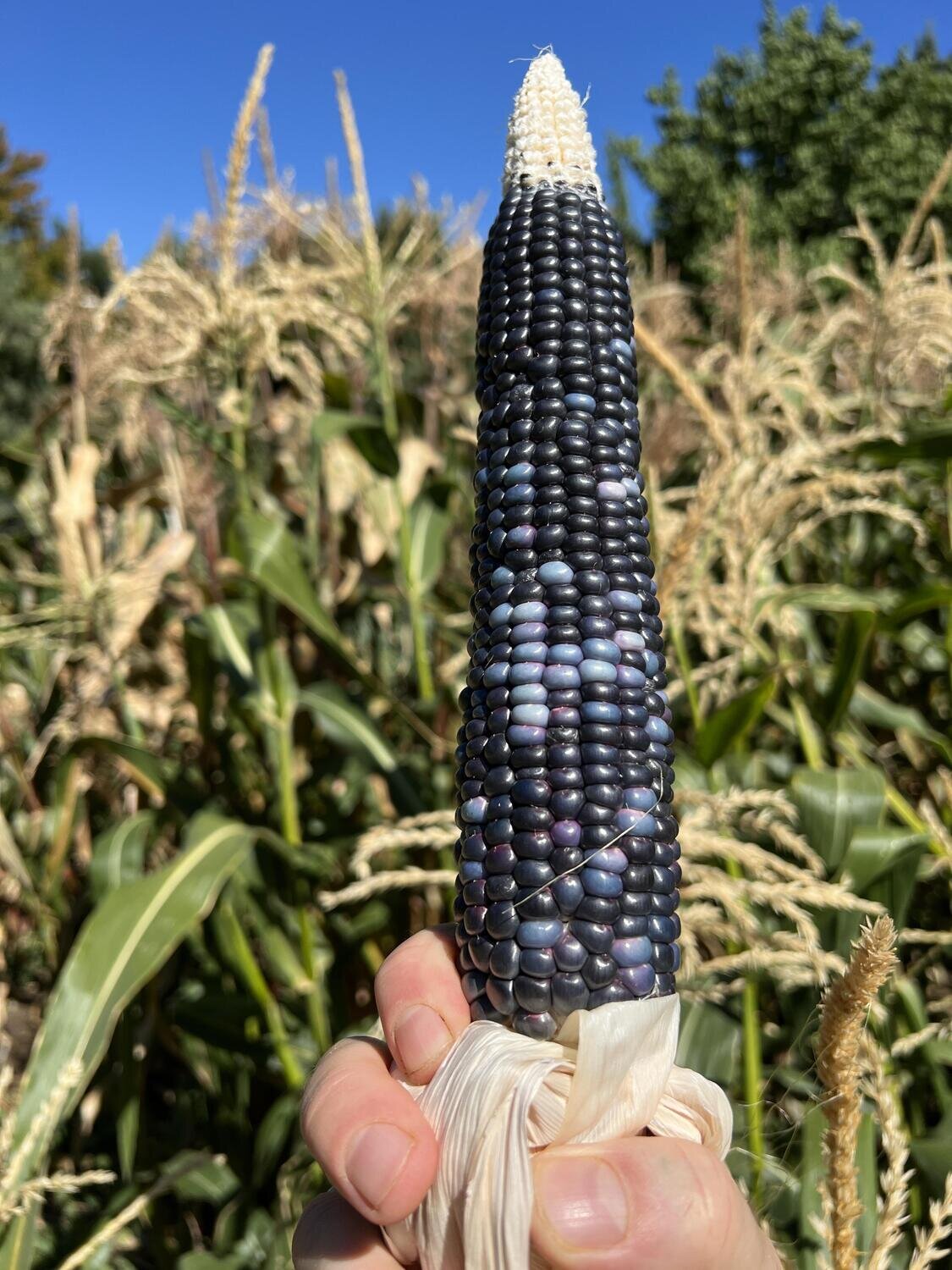 This is Zea mays. The common name for this is Po&#39;Suwaegeh Blue Corn. Whimsy and Wonder Seeds sells the freshest of heirloom seeds, vegetable seeds and rare garden seeds. Check this Po&#39;Suwaegeh Blue Corn (Zea mays) out along with all of our Heirloom vegetables and rare garden plant seeds here at Whimsy and Wonder Seeds. We ship these garden seeds from Canada to anywhere in the World.