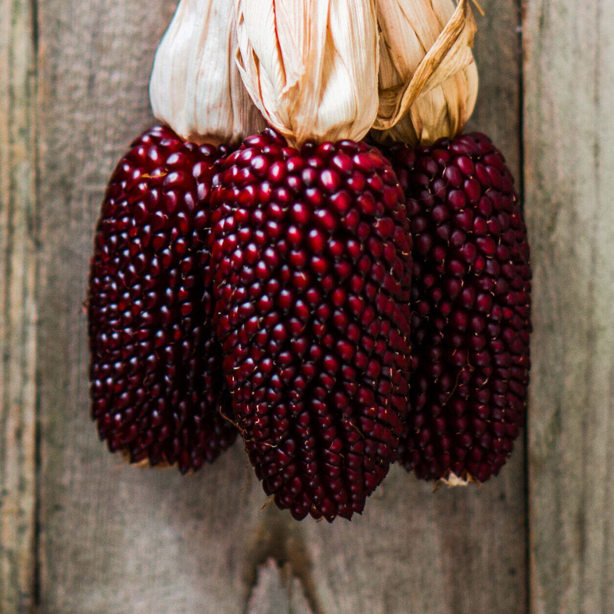 This is Zea mays. The common name for this is Strawberry Popping Corn. Whimsy and Wonder Seeds sells the freshest of heirloom seeds, vegetable seeds and rare garden seeds. Check this Strawberry Popping Corn (Zea mays) out along with all of our Heirloom vegetables and rare garden plant seeds here at Whimsy and Wonder Seeds. We ship these garden seeds from Canada to anywhere in the World.