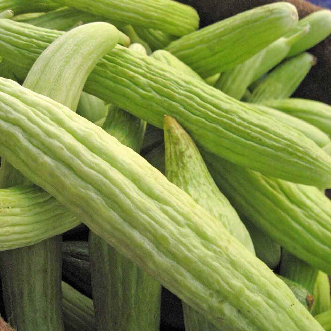 This is Cucumis melo. The common name for this is Armenian Yard-Long Cucumber. Whimsy and Wonder Seeds sells the freshest of heirloom seeds, vegetable seeds and rare garden seeds. Check this Armenian Yard-Long Cucumber (Cucumis melo) out along with all of our Heirloom vegetables and rare garden plant seeds here at Whimsy and Wonder Seeds. We ship these garden seeds from Canada to anywhere in the World.