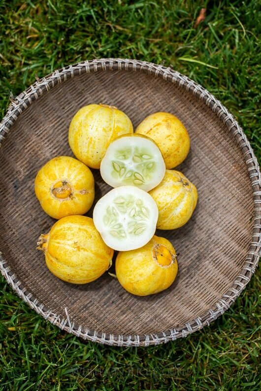 This is Cucumis sativus. The common name for this is Lemon Yellow Cucumber. Whimsy and Wonder Seeds sells the freshest of heirloom seeds, vegetable seeds and rare garden seeds. Check this Lemon Yellow Cucumber (Cucumis sativus) out along with all of our Heirloom vegetables and rare garden plant seeds here at Whimsy and Wonder Seeds. We ship these garden seeds from Canada to anywhere in the World.