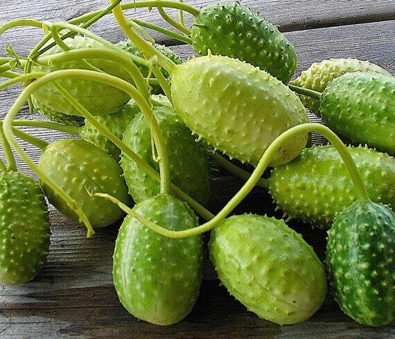 This is Cucumis sativus. The common name for this isWest India Burr Gherkin Cucumber. Whimsy and Wonder Seeds sells the freshest of heirloom seeds, vegetable seeds and rare garden seeds. Check this West India Burr Gherkin Cucumber (Cucumis sativus) out along with all of our Heirloom vegetables and rare garden plant seeds here at Whimsy and Wonder Seeds. We ship these garden seeds from Canada to anywhere in the World.