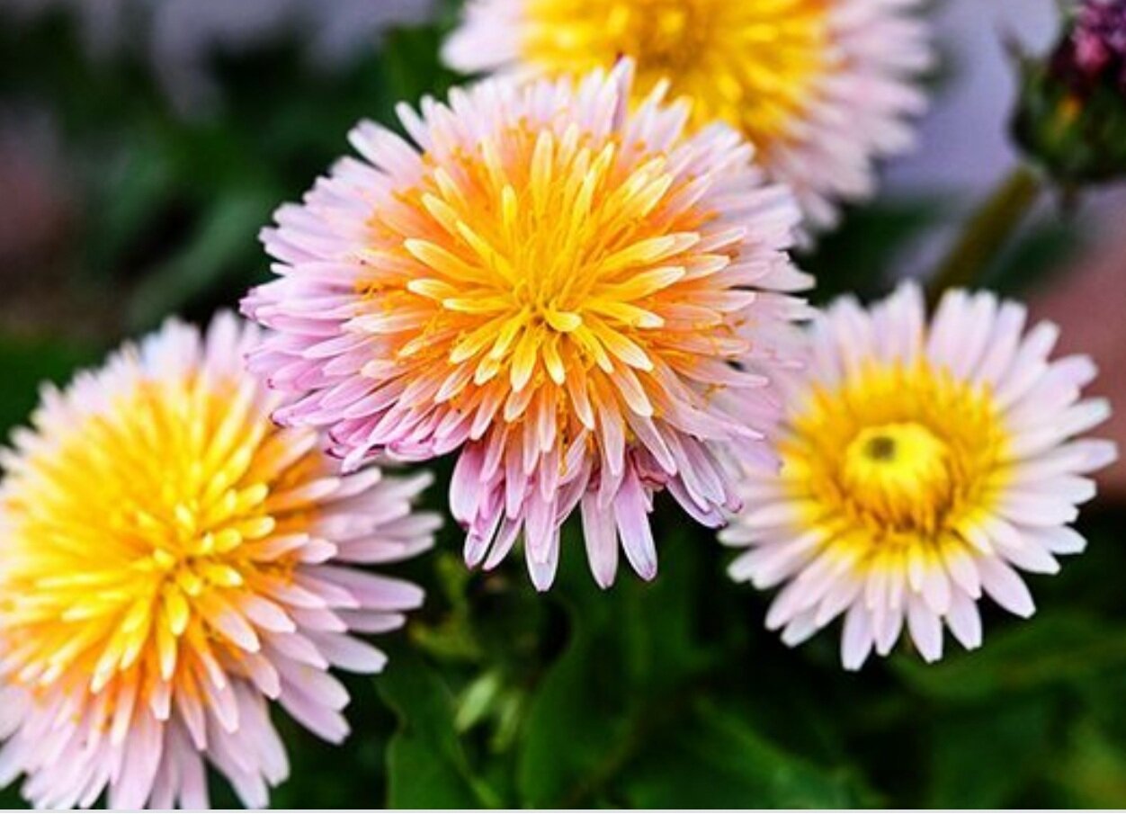 This is Taraxacum pseudoroseum. The common name for this is Pink Asian Dandelion. Whimsy and Wonder Seeds sells the freshest of rare seeds. Other Common names for this rare plant species are: Pink Asian Dandelion: Pink dandelion, Asian dandelion, Japanese dandelion, Korean dandelion. Check this Pink Asian Dandelion (Taraxacum pseudoroseum) out along with all of our other rare  and exotics plant seeds here at Whimsy and Wonder Seeds. We ship these rare seeds from Canada to anywhere in the World.