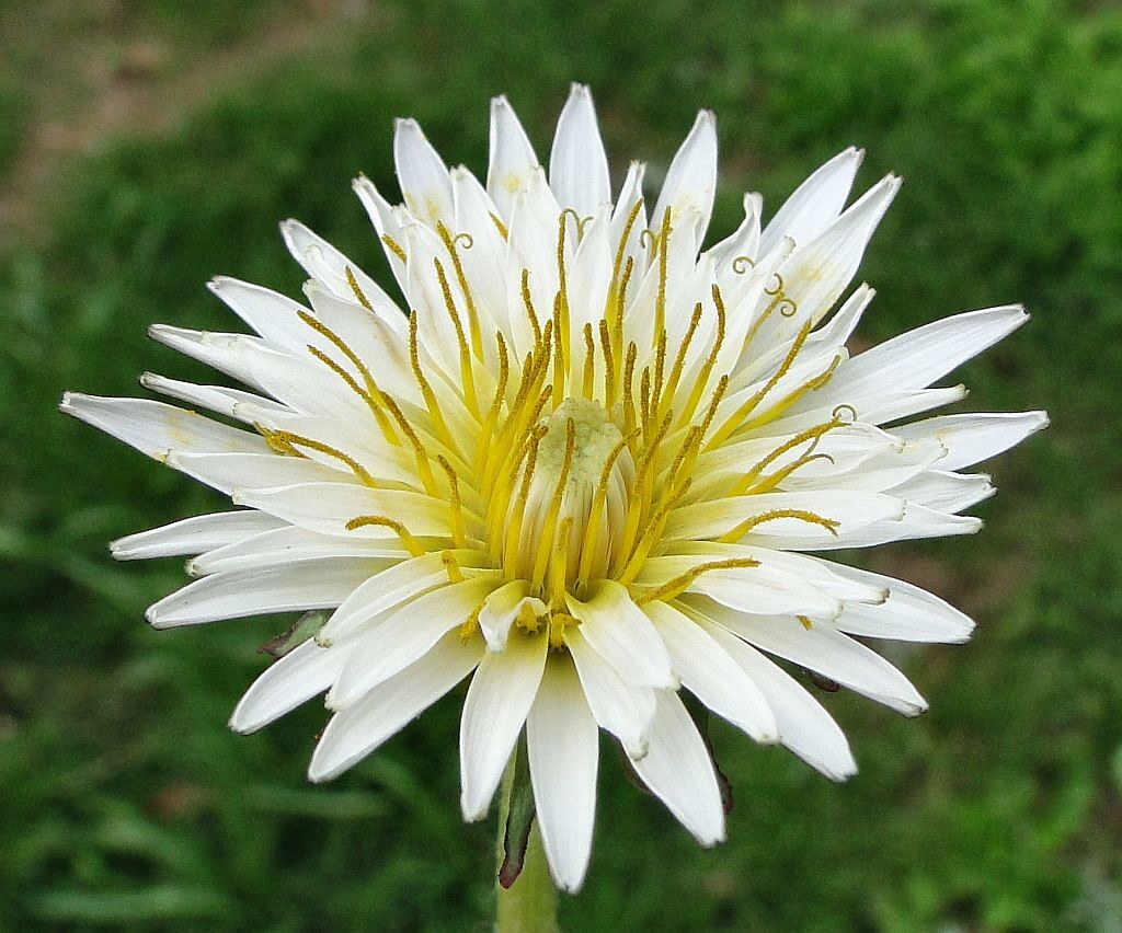 Taraxacum albidum