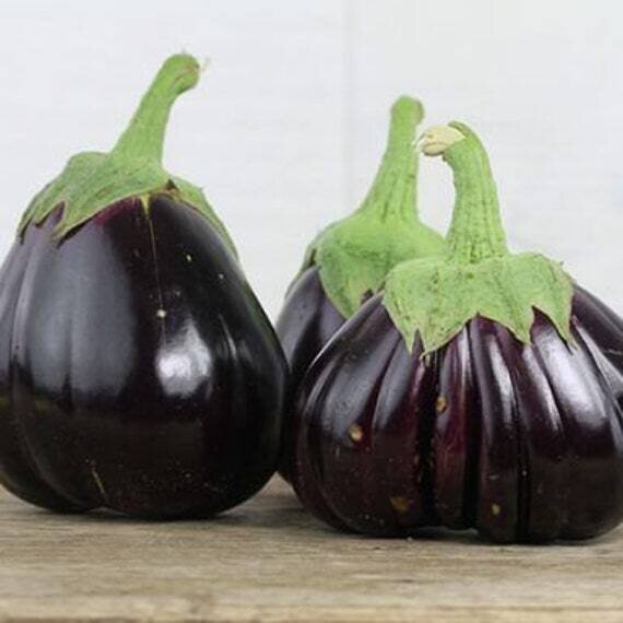 This is Solanum melongena. The common name for this is Iraqi Giant Eggplant. Whimsy and Wonder Seeds sells the freshest of heirloom seeds, vegetable seeds and rare garden seeds. Check this Iraqi Giant Eggplant (Solanum melongena) out along with all of our Heirloom vegetables and rare garden plant seeds here at Whimsy and Wonder Seeds. We ship these garden seeds from Canada to anywhere in the World.
