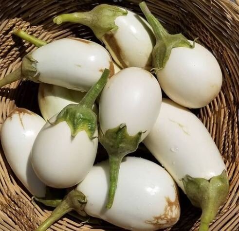 This is Solanum melongena. The common name for this is Japanese White Eggplant. Whimsy and Wonder Seeds sells the freshest of heirloom seeds, vegetable seeds and rare garden seeds. Check this Japanese White Eggplant (Solanum melongena) out along with all of our Heirloom vegetables and rare garden plant seeds here at Whimsy and Wonder Seeds. We ship these garden seeds from Canada to anywhere in the World.