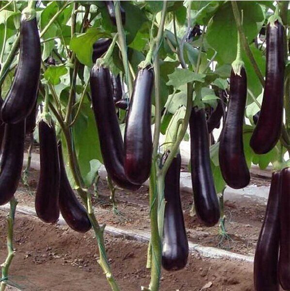 This is Solanum melongena. The common name for this is Japanese Long Black Eggplant. Whimsy and Wonder Seeds sells the freshest of heirloom seeds, vegetable seeds and rare garden seeds. Check this Japanese Long Black Eggplant (Solanum melongena&gt;) out along with all of our Heirloom vegetables and rare garden plant seeds here at Whimsy and Wonder Seeds. We ship these garden seeds from Canada to anywhere in the World.