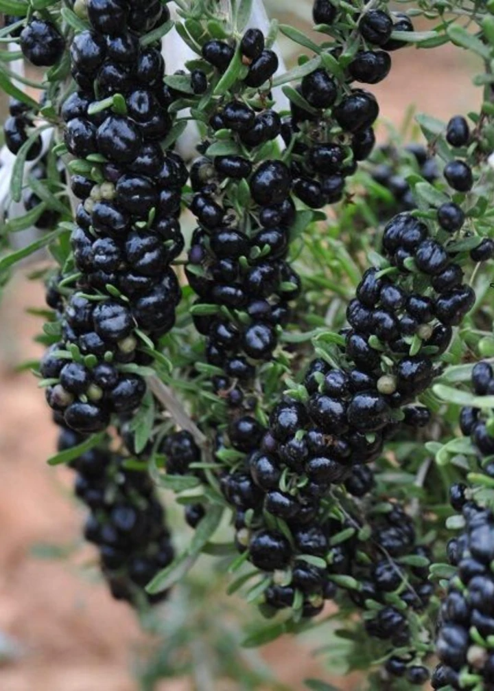 This is Lycium ruthenicum. The common name for this is Black Goji Berry  / Black Wolfberry. Whimsy and Wonder Seeds sells the freshest of rare fruit seeds. Other Common names for this exotic fruit species are: Black Goji Berry / Black Wolfberry, Black Chinese Wolfberry, Lycium Ruthenicum.. Check this Black Goji Berry  / Black Wolfberry (Lycium ruthenicum) out along with all of our other Rare  and Exotic Fruit plant seeds here at Whimsy and Wonder Seeds. We ship these exotic fruit plants seeds  from Canada to anywhere in the World.