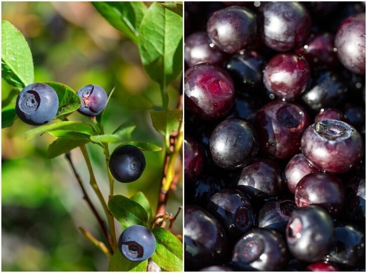 This is Solanum melanocerasum. The common name for this is Huckleberry. Whimsy and Wonder Seeds sells the freshest of rare fruit seeds. Other Common names for this exotic fruit species are Huckleberry: Dwarf Huckleberry, Black Huckleberry. Check this Huckleberry (Solanum melanocerasum) out along with all of our other Rare  and Exotic Fruit plant seeds here at Whimsy and Wonder Seeds. We ship these exotic fruit plants seeds  from Canada to anywhere in the World.