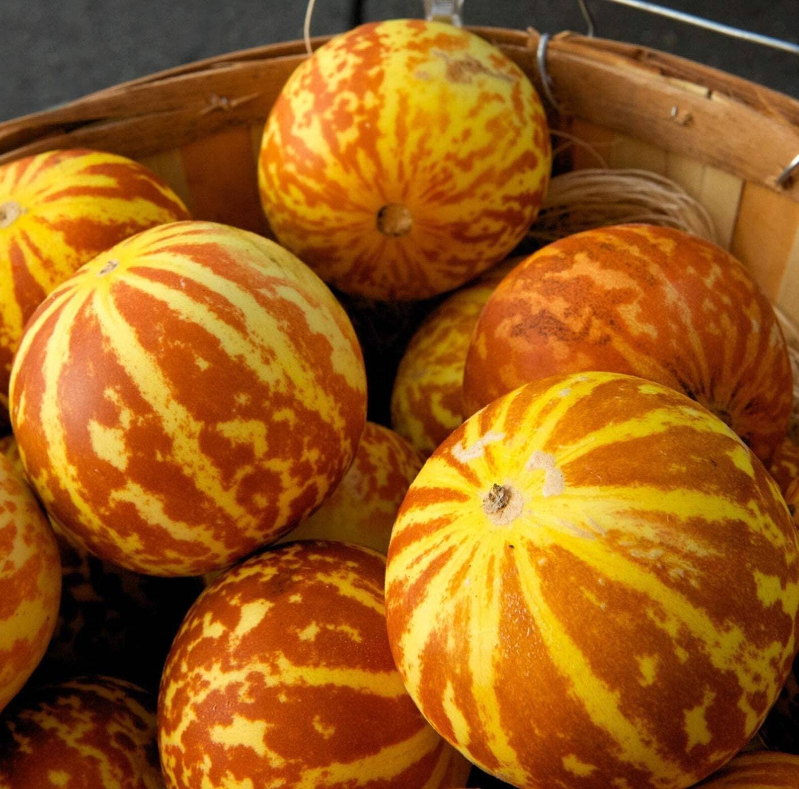 Cucumis melo