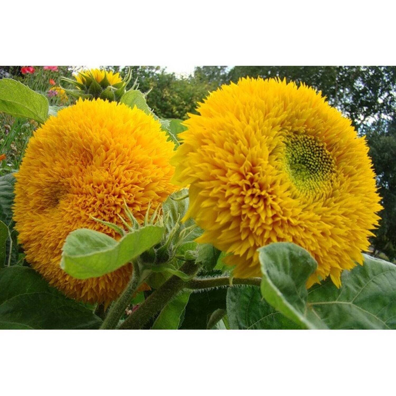 This is Helianthus annuus. The common name for this is Double Sunking Sunflower. Whimsy and Wonder Seeds sells the freshest of rare seeds. Other Common names for this rare plant species are: Double Sunking Sunflower: Teddy Bear Sunflower, Russian Giant Sunflower, American Giant Sunflower. Check this Double Sunking Sunflower (Helianthus annuus) out along with all of our other rare  and exotics plant seeds here at Whimsy and Wonder Seeds. We ship these rare seeds from Canada to anywhere in the World.