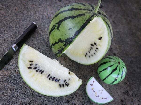Citrullus vulgaris